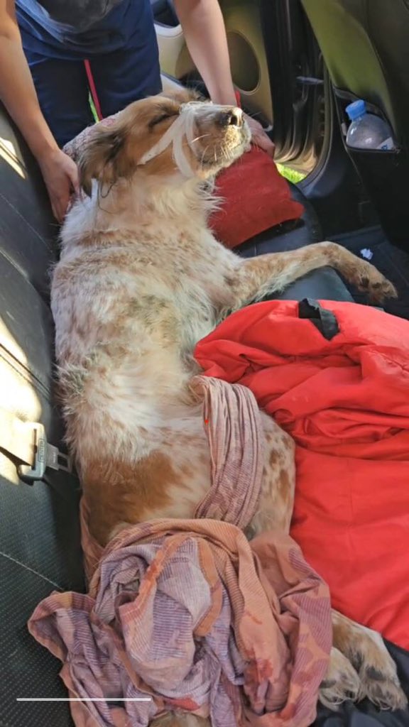 царица идеальных блондов tweet media