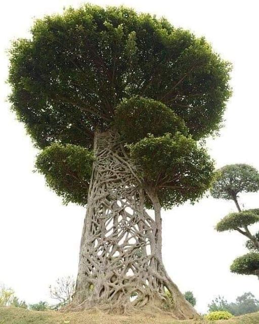 pierpi13's tweet photo. Questo è un fico strangolatore, dentro quest'albero c'è uno spazio vuoto dove si trovava un albero diverso.
I semi del fico strangolatore si sono fatti strada fino al baldacchino di un albero ospitante e sono germogliati. Mentre crescono le radici del fico, cadono a cascata dal tronco. Una volta che sono a terra, competi per nutrienti e acqua con l'ospite. Poi gradualmente stringe la presa intorno all'albero ospite.
Questo processo rende difficile il flusso di acqua e nutrienti, rendendo l'albero ospite indebolito e alla fine muoia. Alla fine, il fico strangolatore prende completamente il sopravvento, una volta completato il processo, l'albero originale si decompone, un centro cavo è tutto ciò che rimane per segnare la sua esistenza.