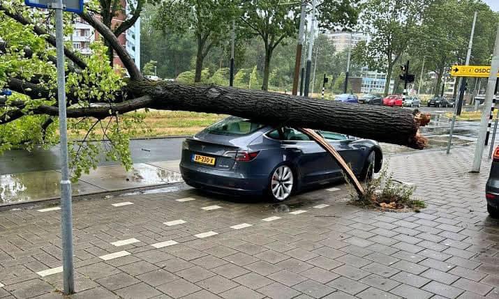 SoyBvip's tweet photo. Imagina comprarte un auto eléctrico para salvar al planeta y un árbol decide agradecértelo dándote un abrazo https://t.co/jebmDVWa0H