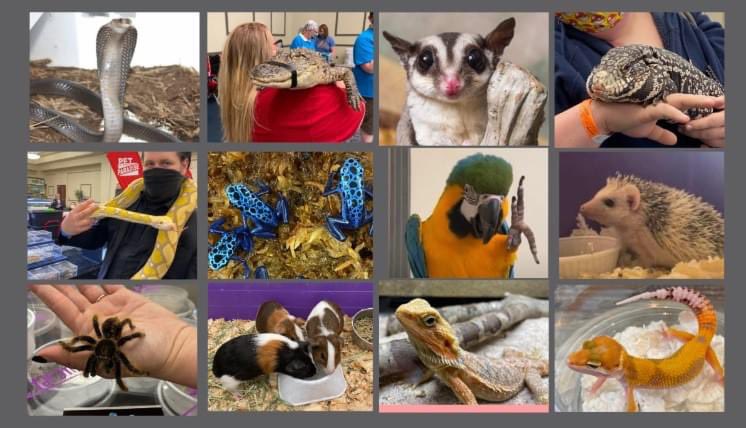 chesconfctr's tweet photo. ##throwbackthursday A few photos from prior Exoticon Pet Expo!
#venue #chesapeakeva #events https://t.co/L7OQYNXH0C