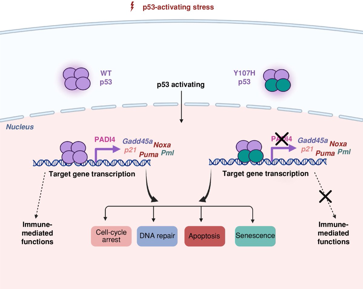 CD_AACR's tweet photo. #ICYMI from the latest issue—
In the Spotlight: Identifying #p53 target genes using hypomorphic variants, by @bhattabibek91 and @CooksLab.
https://t.co/dWMN7AdguS
@BenGurionUni https://t.co/oI2unn05YQ