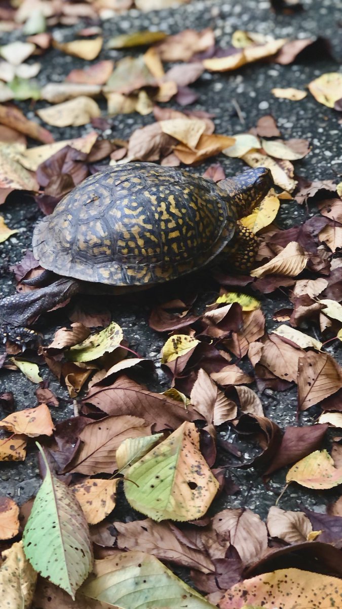 Hello Chipmunks! I had a very special lunch with our buddy Timmy! He shared he’s ready for school to start at the Mount! 🙌🏻🙂 <a href="/CCPSk12/">Carroll County PS</a>