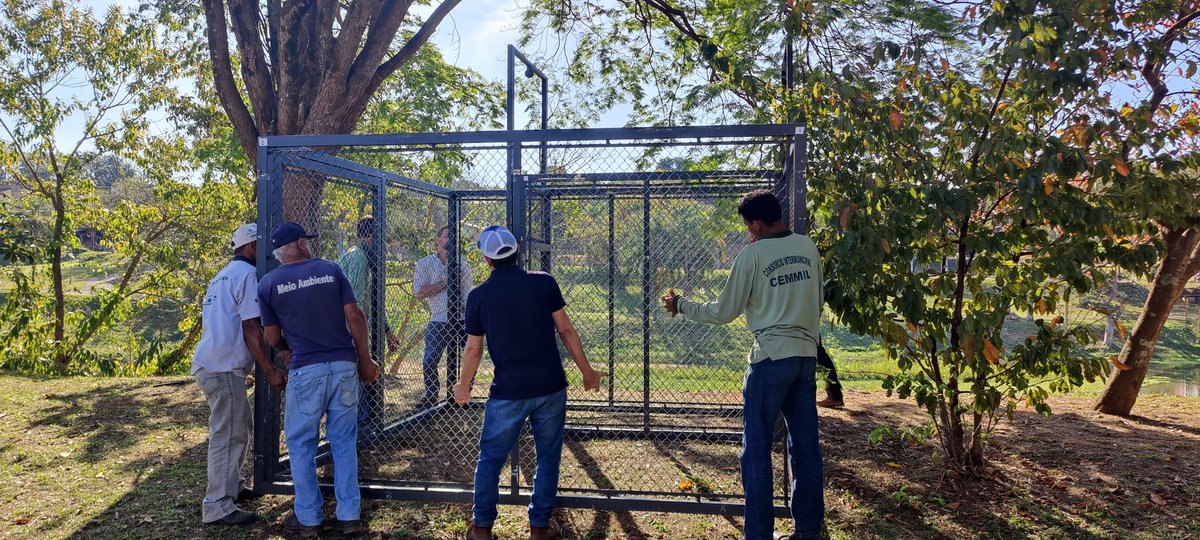 pachiega_josi's tweet image. As #capivaras são animais meigos e inofensivos quando vivem em área urbana! 
A febre maculosa é transmitida através do carrapato estrela,  são ectoparasitas de mamíferos, aves e répteis. Ela tem cura!
Estrutura montada na cidade de #mogimirim para castração das adultas.