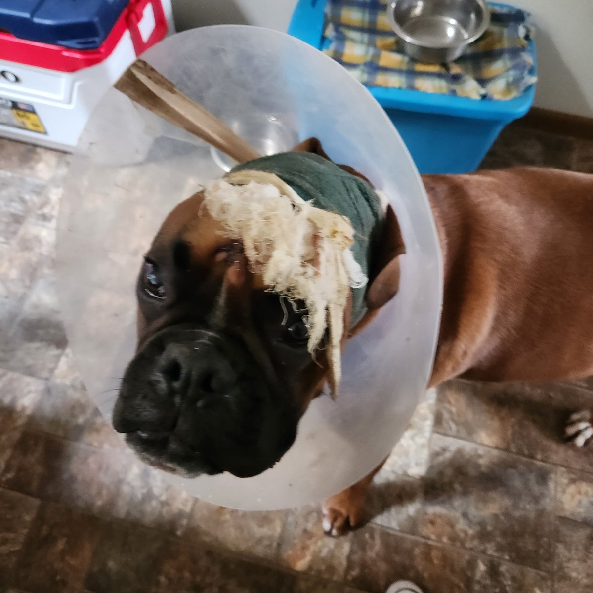 CoachTrot's tweet photo. For all of you that were worried about Clyde. He's fine🤦🏿 #DamnDog #HellofaDay #ConeofShame https://t.co/FxqIT0ESdr