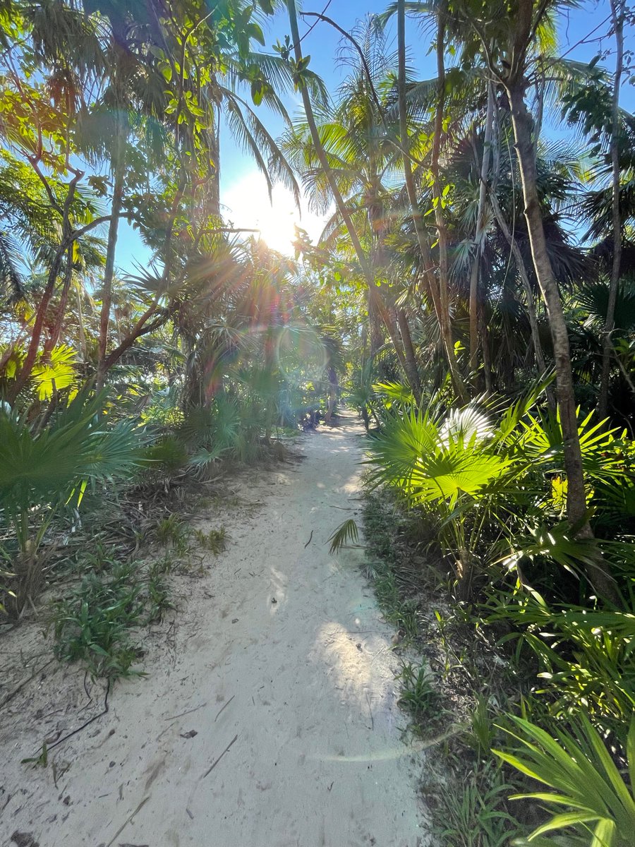 bhhstulum's tweet photo. 🌴 Welcome to the jewel of the Yucatan Peninsula - Tulum, a tropical haven that captivates the soul! 🌊 https://t.co/7Oph1XOA7g