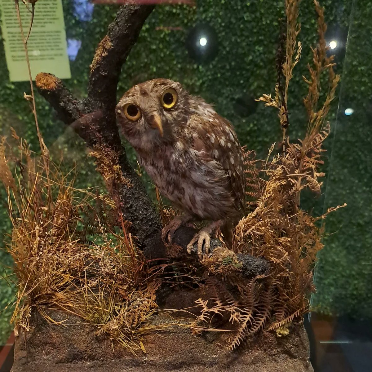 Athena, Florence Nightingale's owl. 'Poor little beastie, it was odd how much I loved you'. @florencemuseum I love a museum full of relics!