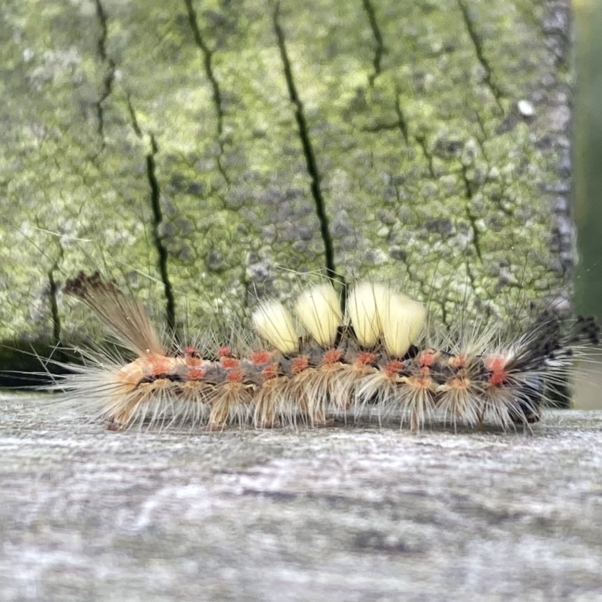 The vapourer moth caterpillar. Punk entomology at it finest