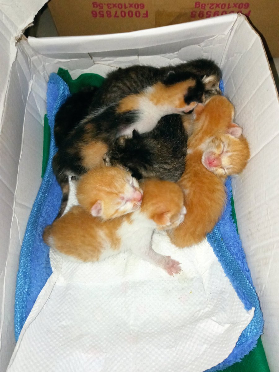 Fatimaa49998800's tweet photo. UPDATE:
bali 8 po lahat ng kittens and need po talaga nila ng mother cat, gutom na po silaa and usually hindi pa po talaga nila kaya magsurvive ng ganitong age alone. Pls help us po! 😟
(loc: Sampaloc Metro Manila) https://t.co/kjkSCM4yBJ