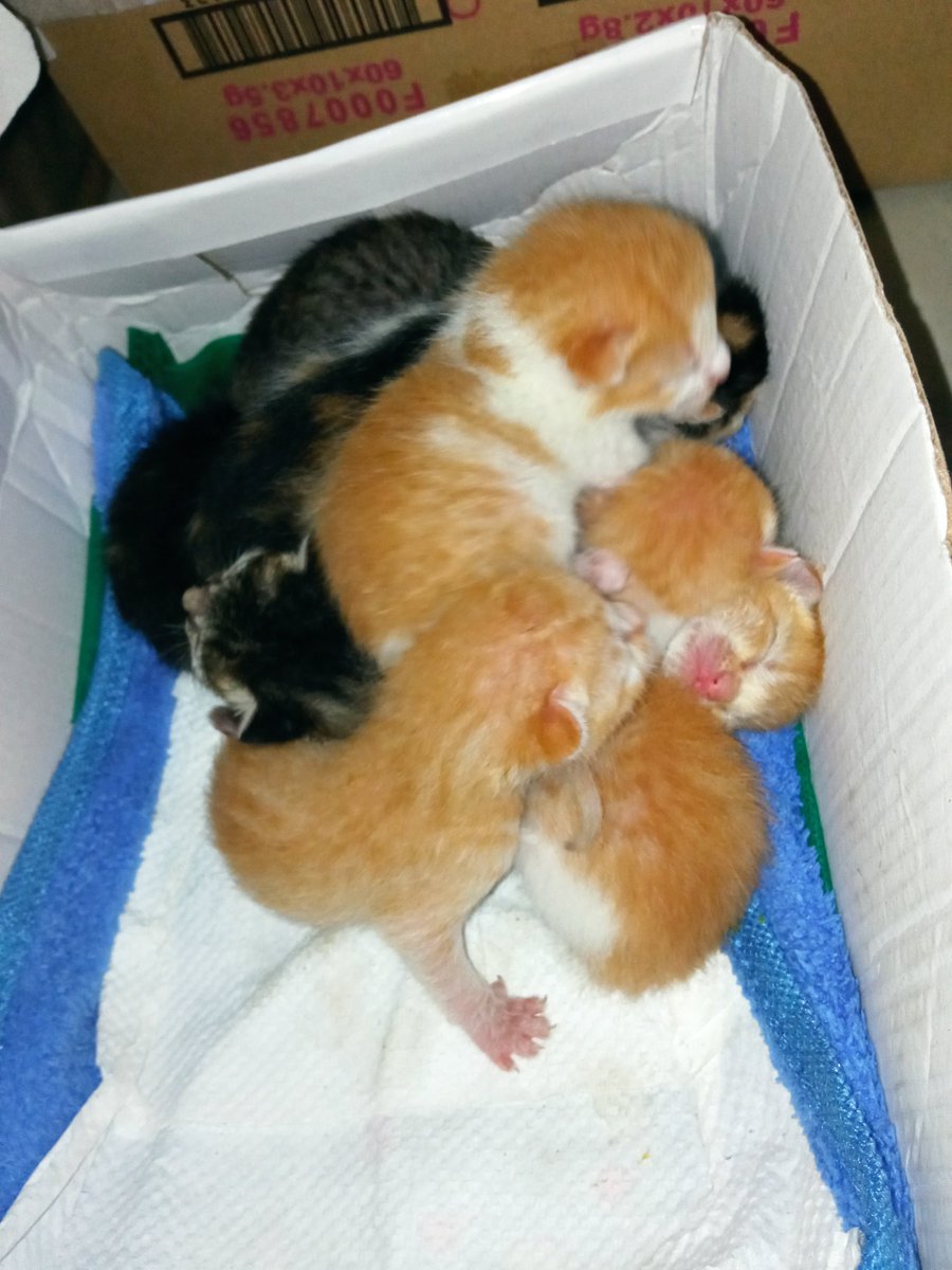 Fatimaa49998800's tweet photo. UPDATE:
bali 8 po lahat ng kittens and need po talaga nila ng mother cat, gutom na po silaa and usually hindi pa po talaga nila kaya magsurvive ng ganitong age alone. Pls help us po! 😟
(loc: Sampaloc Metro Manila) https://t.co/kjkSCM4yBJ