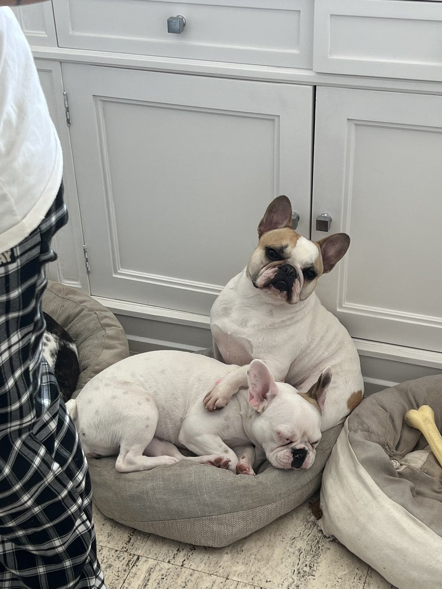 mariaeucor's tweet photo. O cachorro de vcs brinca com outros cachorros? Pq o meu abençoa 🕊️ https://t.co/XsPkwU9EF1