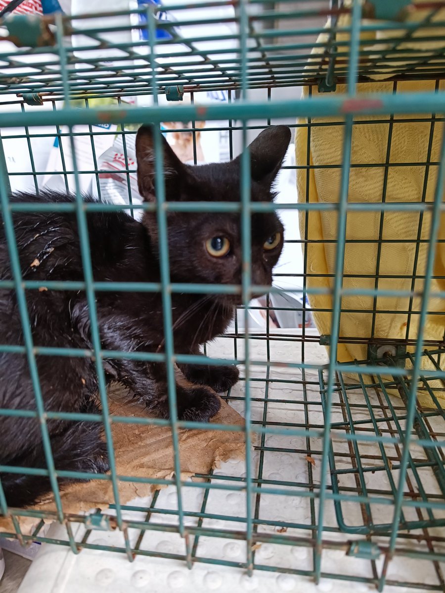 AlbertVonDregen's tweet photo. I have rescued another kitten, this time black and a bit naughty, his name is Hades. This week I am on vacation and I have been able to rescue 4 cats. If you want to help me, you have these NFTs that I will allocate their money for their care.

https://t.co/2OjEMKVcqF

#cat #nft https://t.co/gblYjvFBMg