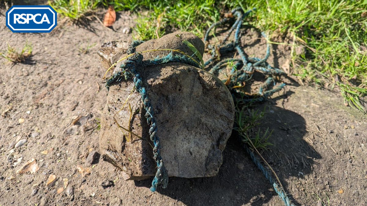 ** APPEAL FOR INFO **

We're investigating a suspected deliberate drowning after a dog was pulled from the #RiverThames with a rock around her neck on 25th July 💔

If you have any info, please call 0300 123 8018 ☎️

We need your help to #CancelOutCruelty: bit.ly/42ZZXHS