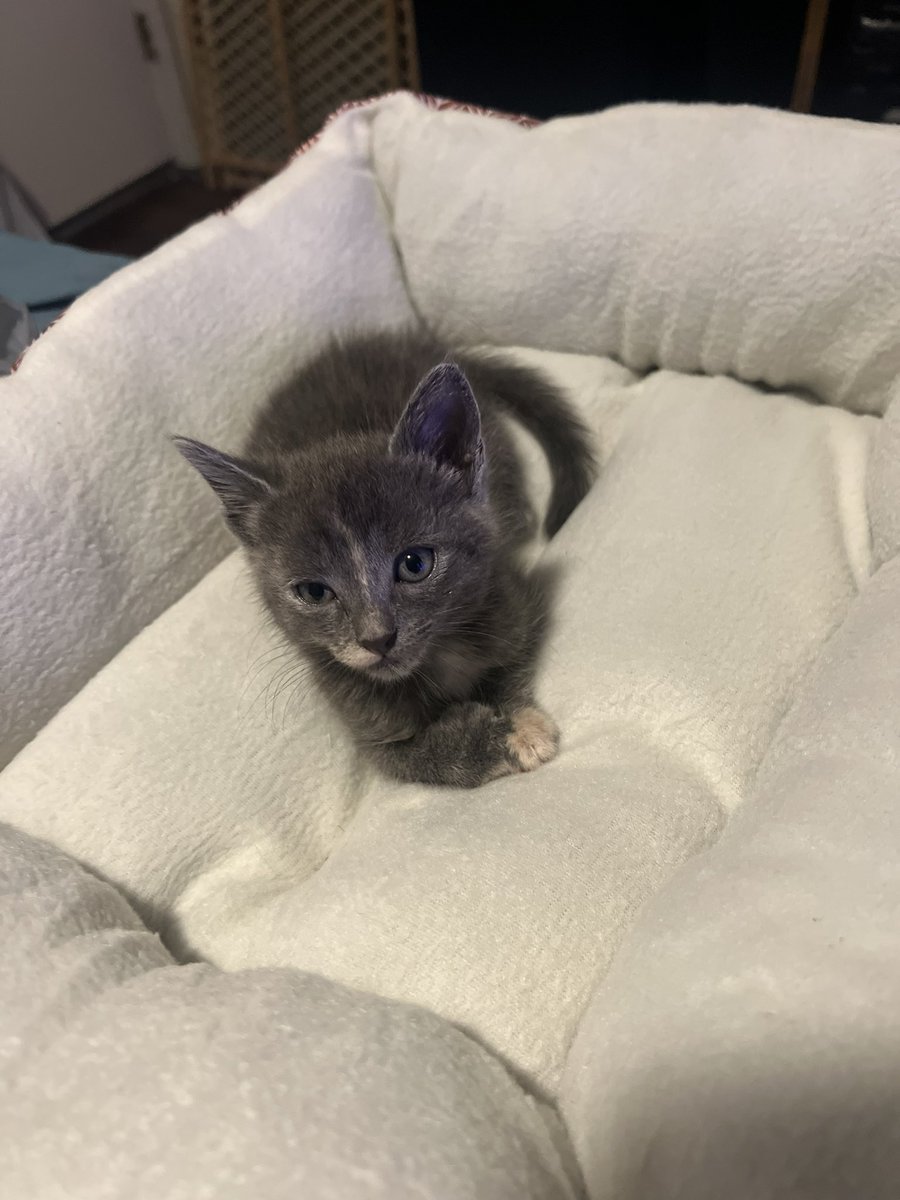 Vailtair's tweet photo. This is Monty. He’s pretty chill https://t.co/SuN3MPZkpX