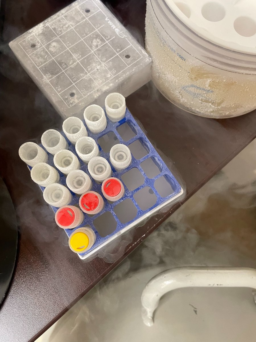 Laura Breimann tweet media