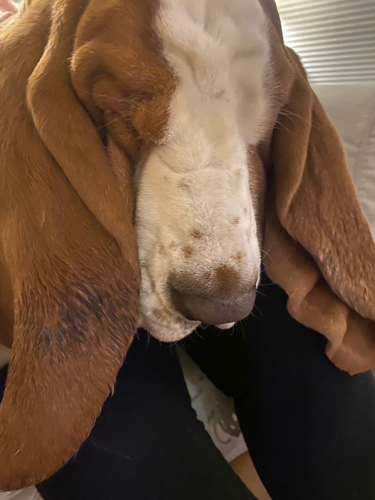 Derby_Millzy's tweet photo. @SamaraAxSapph Hey theres nowt wrong with basset hound tabs this is my boy 😂😂 https://t.co/rE92wLPS15
