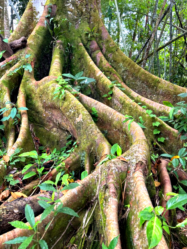 #Sexytrees social network is the #subsoil 🌳💬🌳