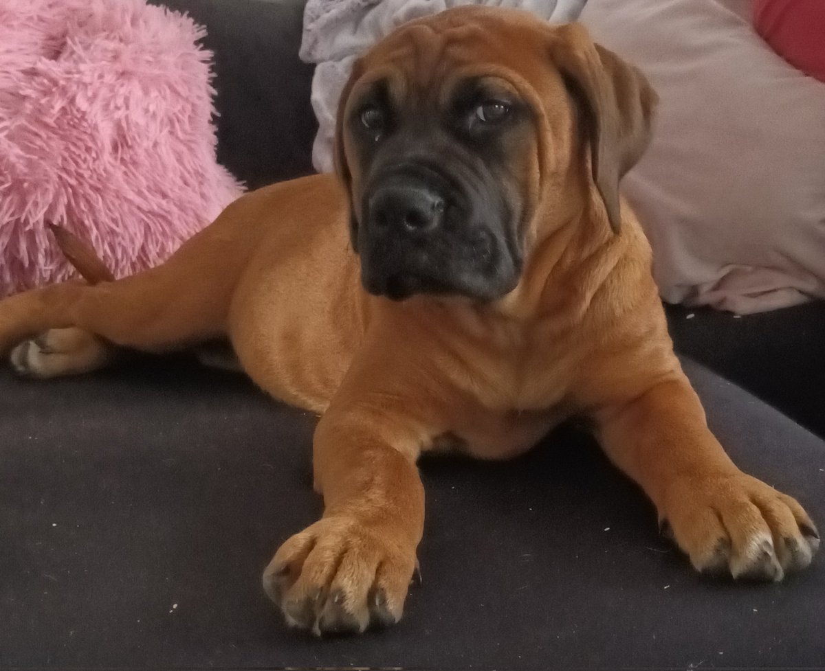 chestety's tweet image. Look @Liam_J_McIntyre  I've got an extra reason to get out here and get some exercise. our new addition to the family "molly"