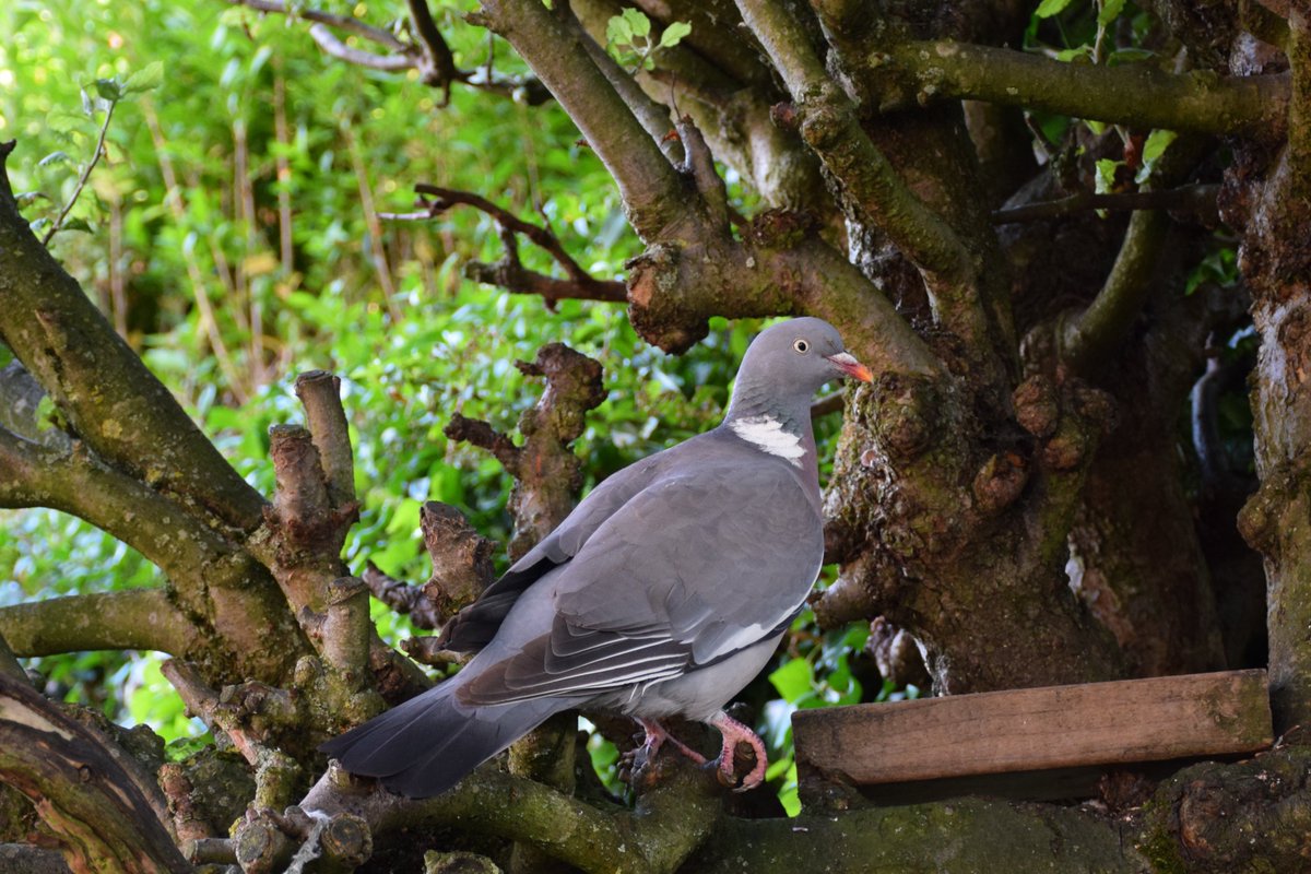 MyGarden_Uk's tweet photo. Casanova arriving for his evening meal.😀 

@des_farrand 
#BeautifulBirds #WoodPigeons #Pigeons #Birds #Hungry #Nature #ColoursOfNature #Posing #Evening #EveningMeal #Posing #EarningHisKeep https://t.co/uLGr0Bgq4D