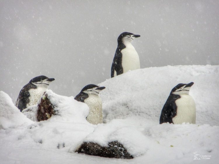 Clara 🌍 LasSandaliasDeUlises tweet media