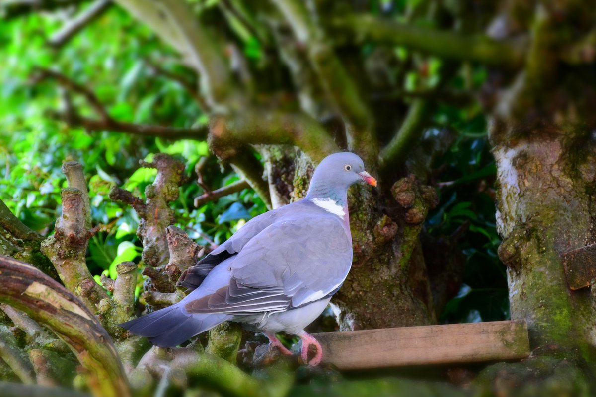 MyGarden_Uk's tweet photo. Casanova arriving for his evening meal.😀 

@des_farrand 
#BeautifulBirds #WoodPigeons #Pigeons #Birds #Hungry #Nature #ColoursOfNature #Posing #Evening #EveningMeal #Posing #EarningHisKeep https://t.co/uLGr0Bgq4D