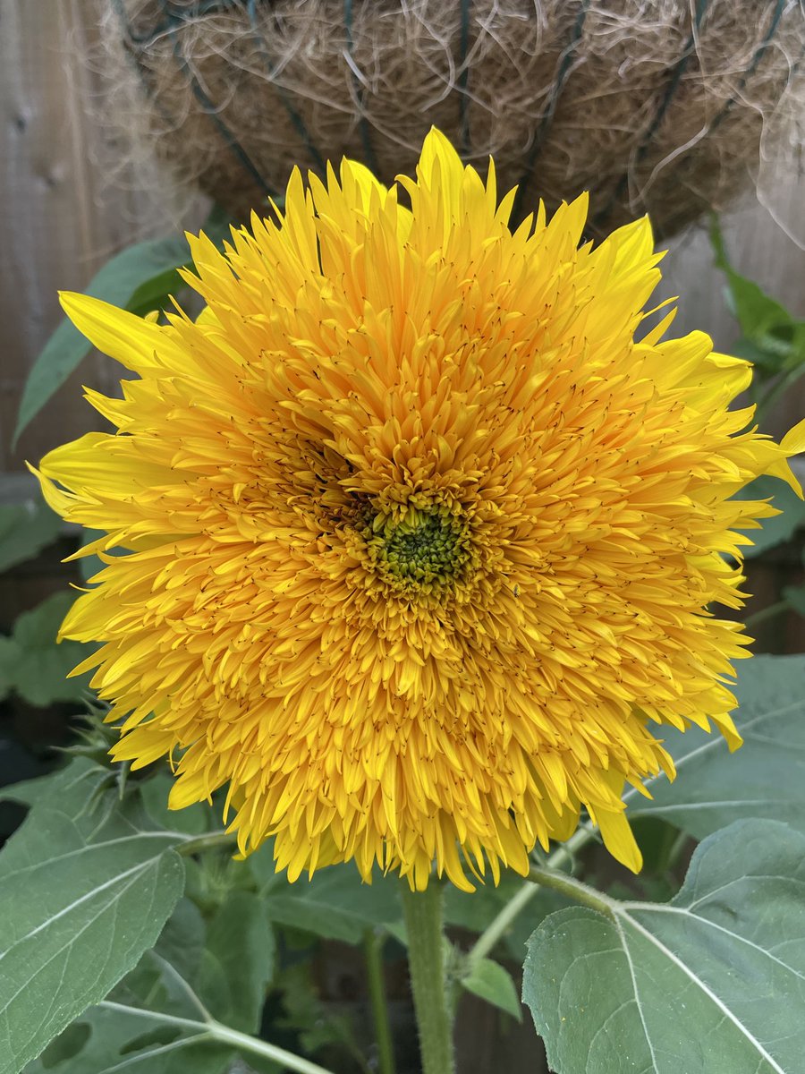 Birdmanbarry's tweet photo. Lions Mane Sunflower looking good atm 😊 https://t.co/NVVfRFgmVL