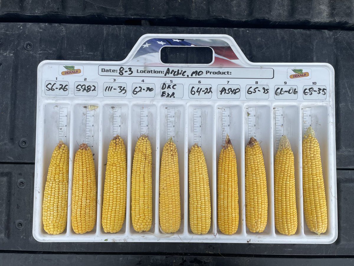 2023 has been tough one for W. MO. farmers and their corn crop. This <a href="/Asgrow_DEKALB/">DEKALB Asgrow Seed</a> corn below is some of the most promising I’ve seen this year, and it’s had 8.8” of rain since planting. That’s 41% of “normal”. 

Hoping these products help farmers put more in the bin this fall!