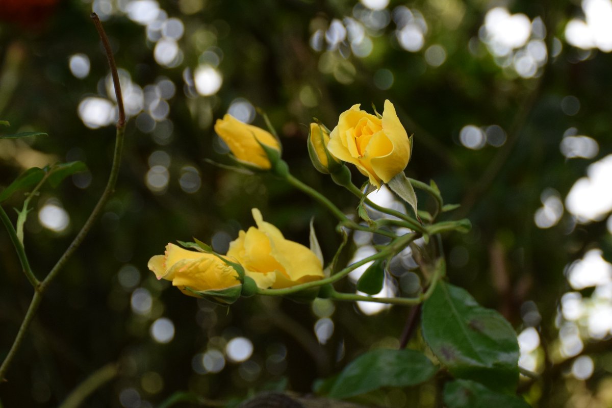 MyGarden_Uk's tweet photo. Five Roses.

@des_farrand
#BeautifulFlowers #Nature #DayPhotos #Flowers #ColoursOfNature #Flowers #Yellow #NotSundayYellow #LightYellow #Five https://t.co/eUQWFpXUtC