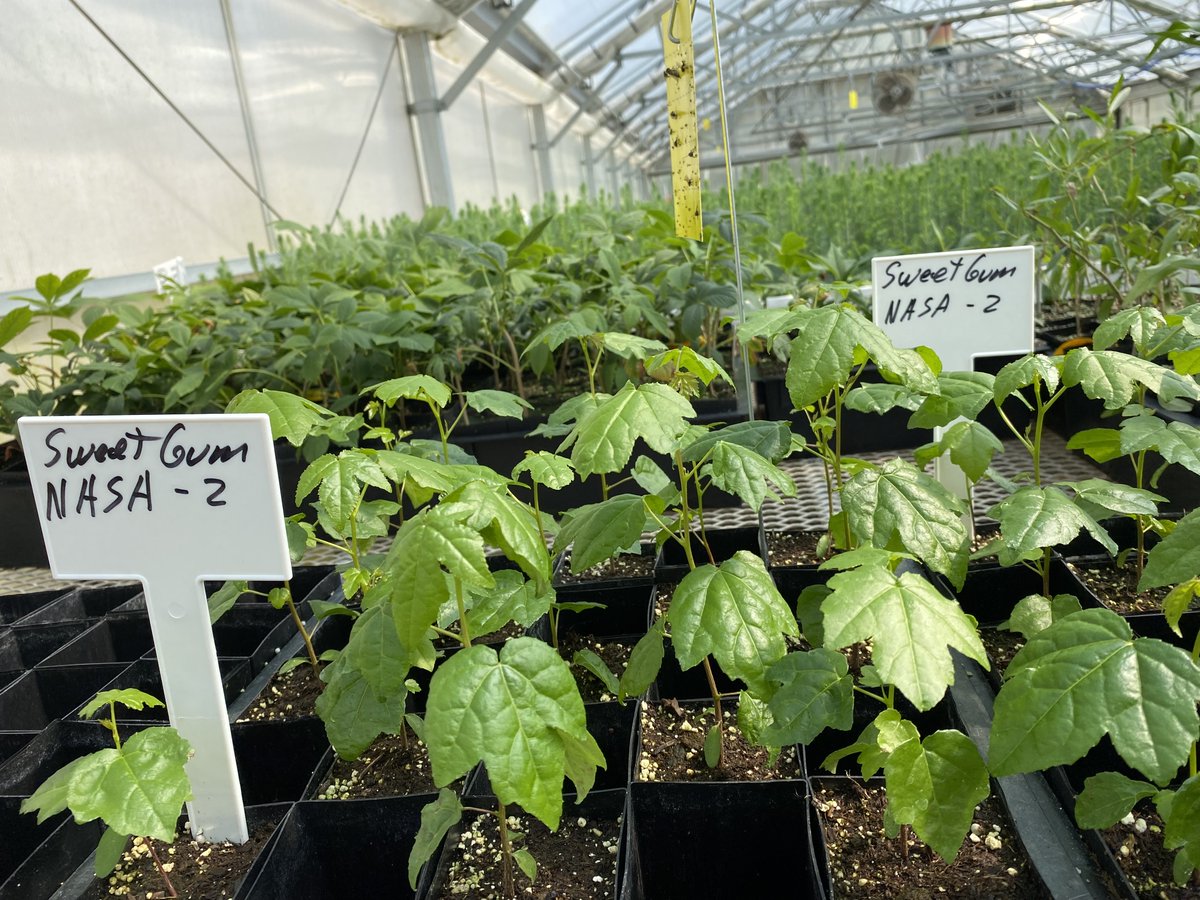 NASAArtemis's tweet photo. Baby Moon Trees!

The @ForestService has begun germinating some of the 2,000 tree seeds that traveled around the Moon and back to Earth aboard #Artemis I. 

Stay connected with @NASASTEM for an upcoming information session on how to become a Moon Tree recipient. https://t.co/4ZzEJbDt5w