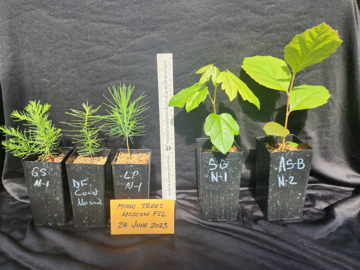 Baby Moon Trees! The @ForestService has begun germinating some of the 2,000 tree seeds that traveled around the Moon and back to Earth aboard #Artemis I. Stay connected with @NASASTEM for an upcoming information session on how to become a Moon Tree recipient.