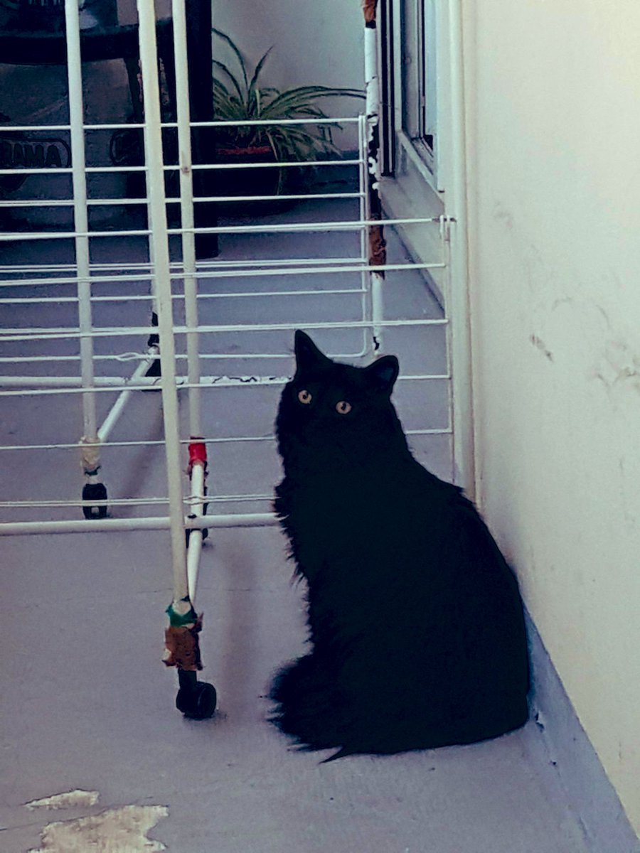 Bru322's tweet photo. @ValoniaFeline Les chats noirs 🐈‍⬛🥰 https://t.co/A20049ohmU
