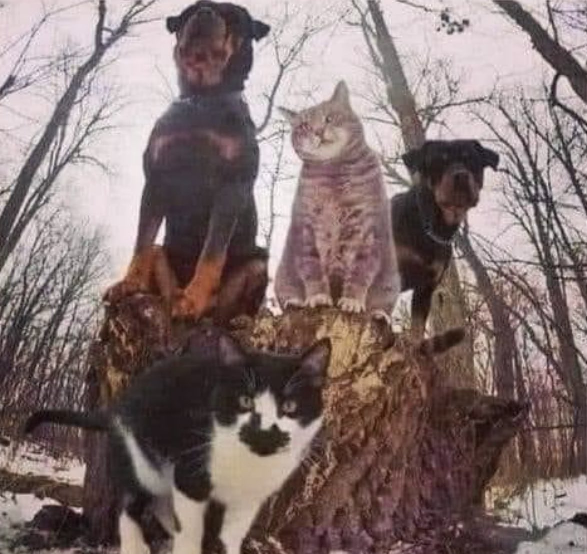CoversThatRule's tweet image. #albumcover #cover #cats #dogs