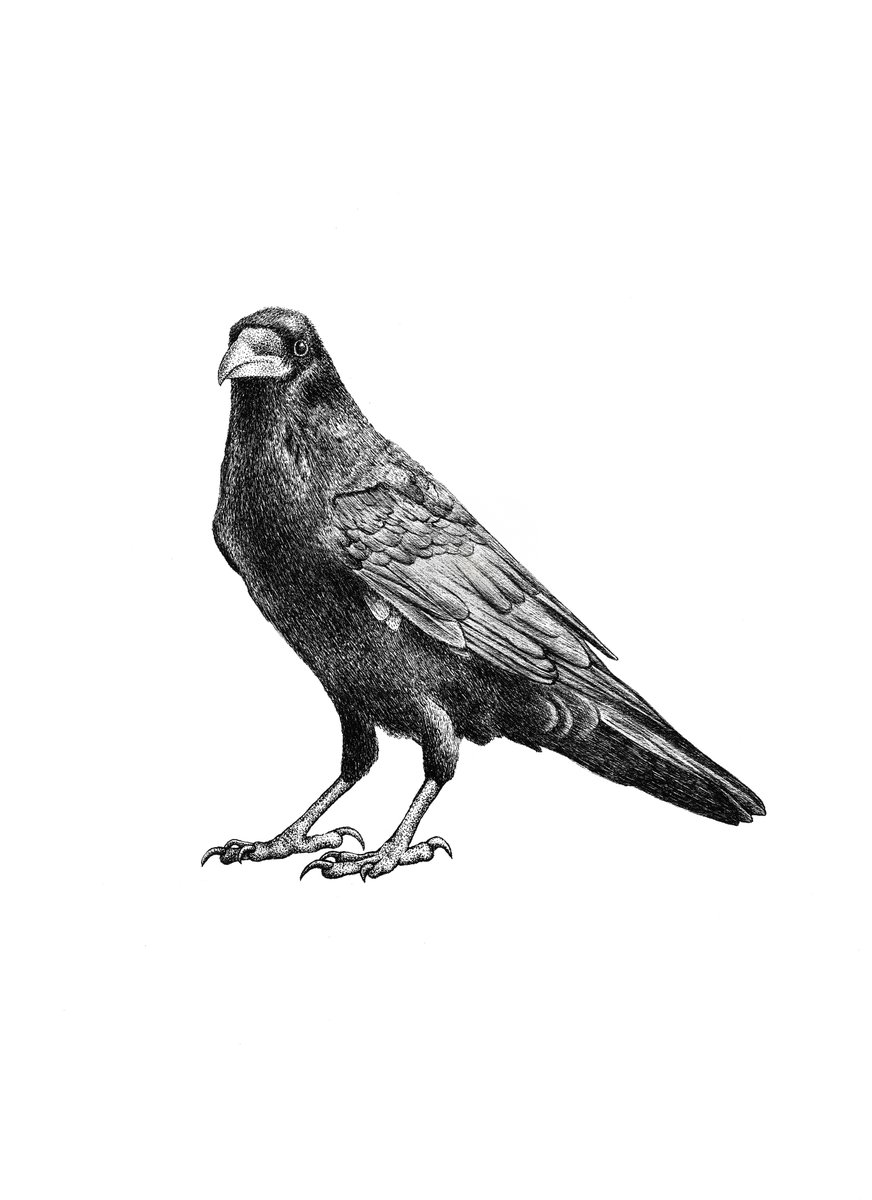 lifelonglit's tweet photo. @EvidentlyR @routledgebooks It is indeed the one with the birds! It's a very exciting time! Here's my raven and the noun and determiner example passage: https://t.co/W6fWn1bywT