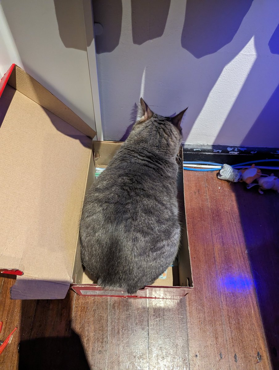 Good morning from Nyx. She found another box to make biscuits in 😻