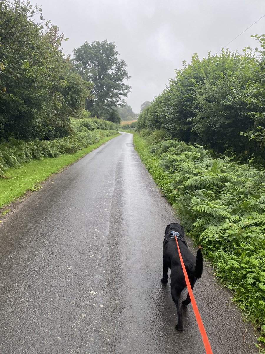Riley2Louise's tweet photo. East Sussex in August #Flintlife https://t.co/BSsJqutiok