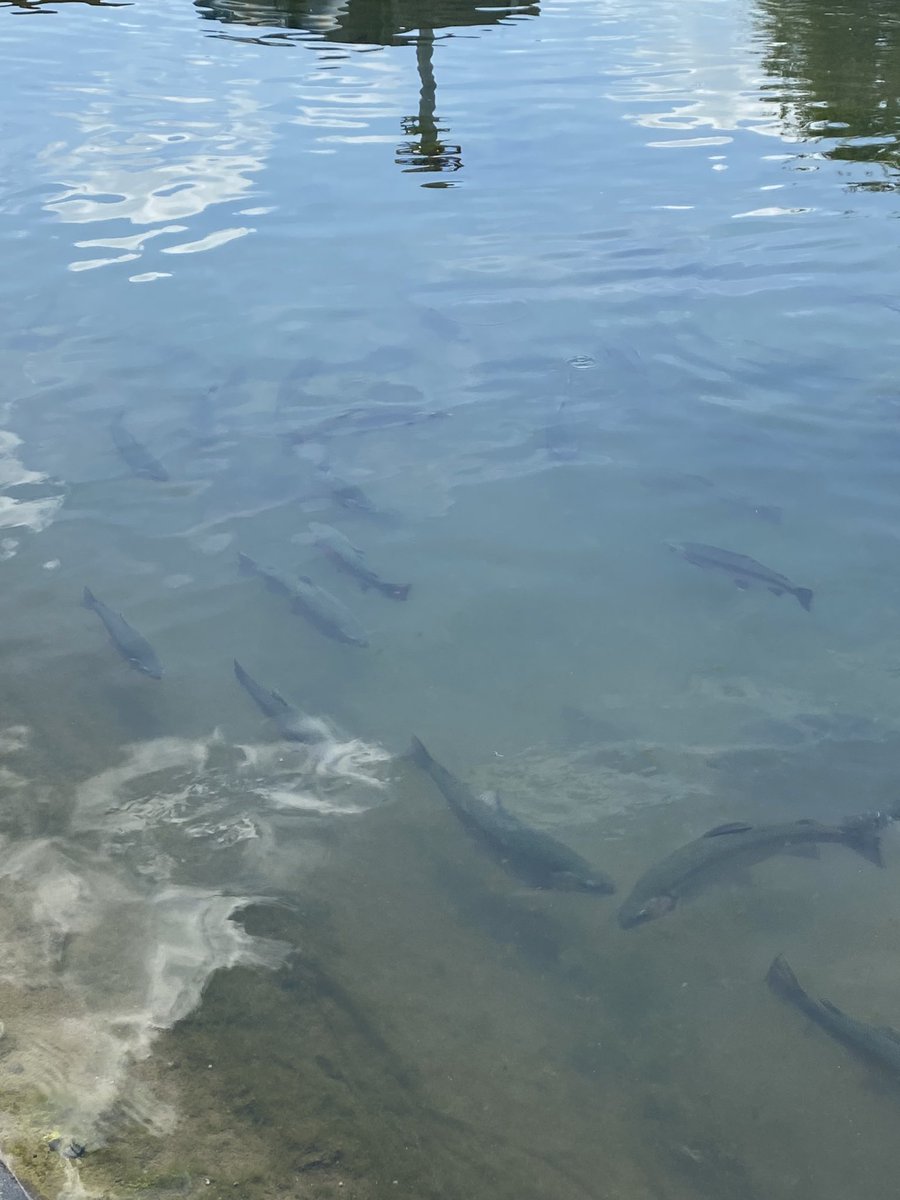 A wonderful trip to the Decorah Fish Hatchery this afternoon! 

Spotted some tremendous looking trout!