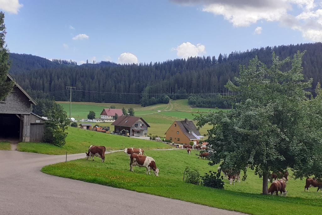 Schnell noch die Hausmatte abgrasen, bevor am Montag zu uns hoch, am Weg entlang, aufgegraben wird.
#Glasfaser, #Breitbandausbau