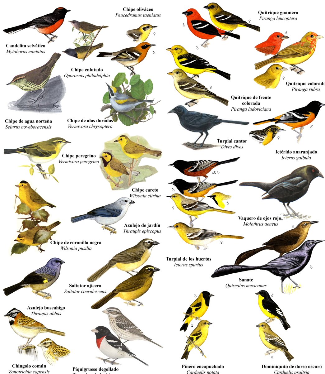 jardinUSAC's tweet photo. Algunas de las aves que se pueden observar en el Jardín Botánico de Guatemala.
Guía elaborada por la Bióloga Claudia Morales https://t.co/kjlDpWXo6S
