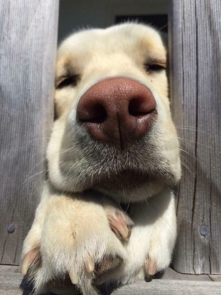 💖 (@twaniimals) on Twitter photo 