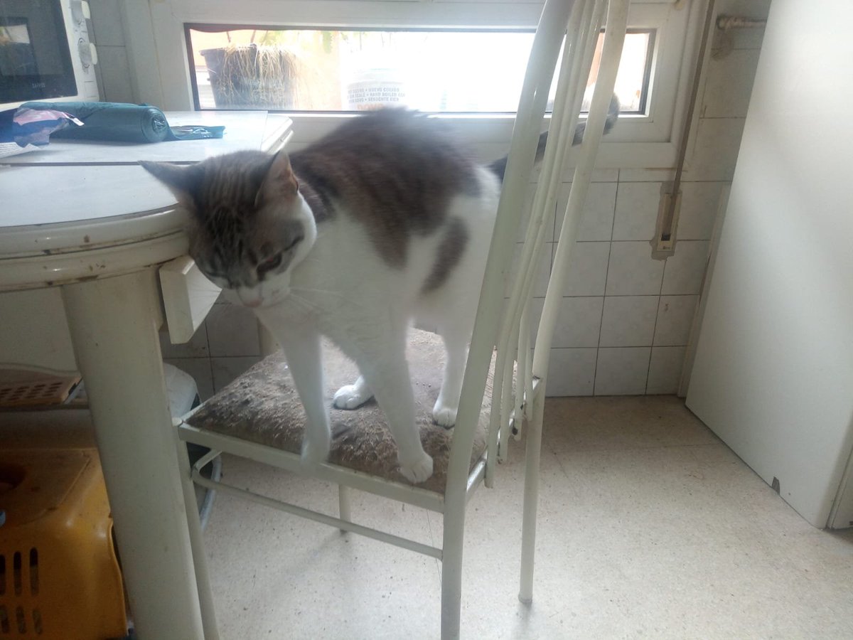 siviaromera1's tweet photo. ALAVA URGENTE
Adopción conjunta o protectora
La dueña de estos gatos ha fallecido a los 51 años
Su única familia son sus hermanos y no los quieren
Son macho de 15 años y hembra de 12 castrados
Urge sacarlos del piso donde ahora están solos
Cto de la persona q ayuda 625 97 21 49 https://t.co/7QBXpkgA89