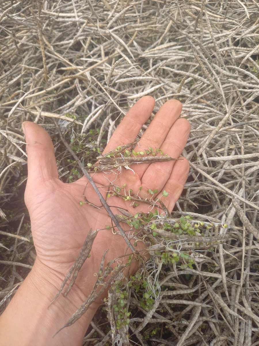 Tour de plaine cette après midi 😢😢. j'aurais mieux fait de rester chez moi. Combien de quintaux déjà à terre après ces 150 mm et cette tempête ?? 😢😡