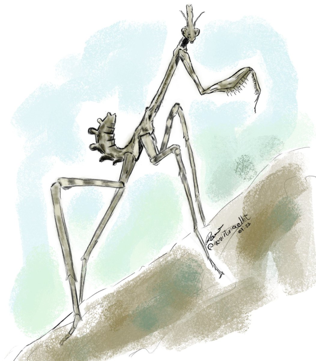 hevistunocellet's tweet photo. Us deixo un dibuixet. Una nimfa d'empussa pennata.
#dibuixnaturalista #empussa #insectes #drawinginsects #Il·lustració #digitaldrawing #pimpamdibuixet https://t.co/vNP5dNFIKV