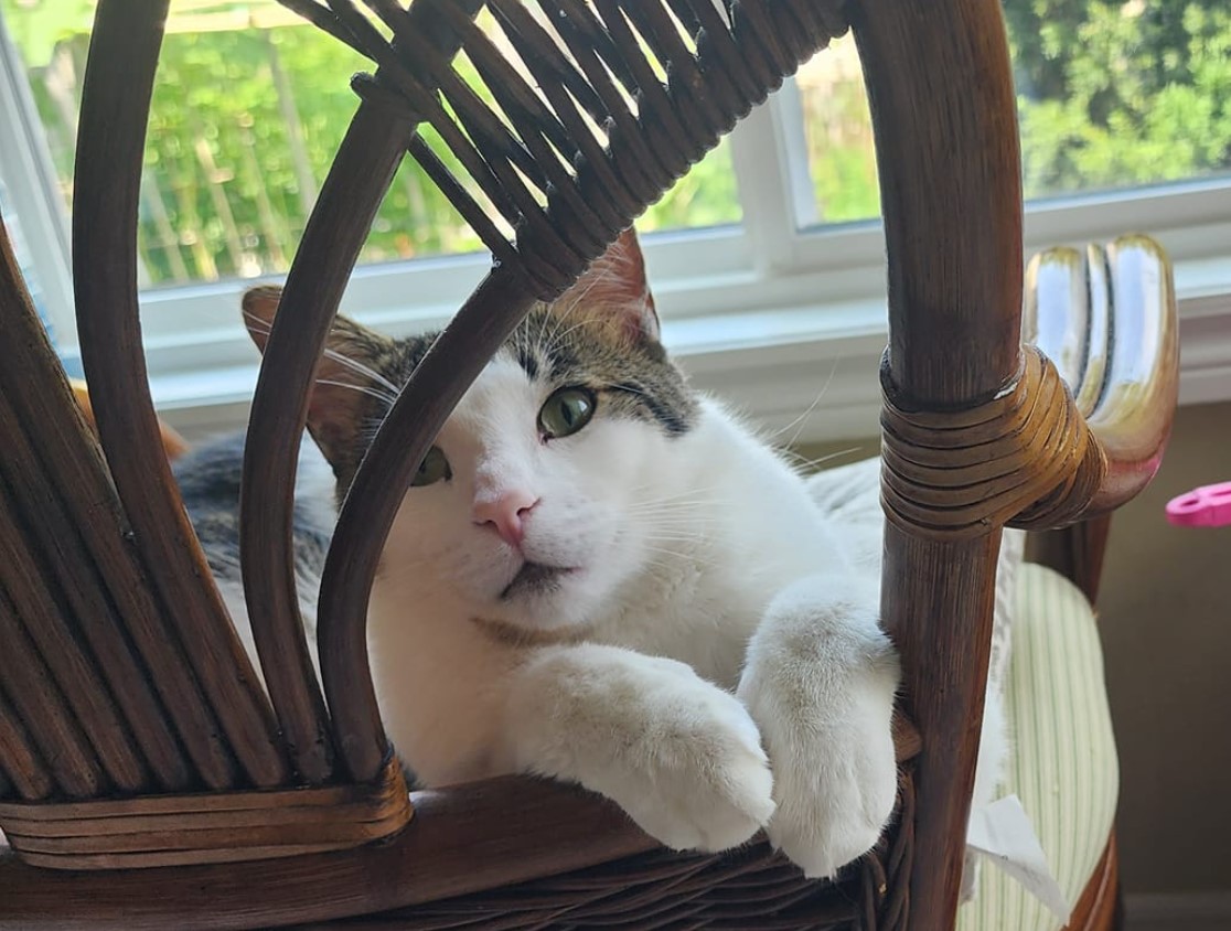 Guelph Lost Pets tweet media