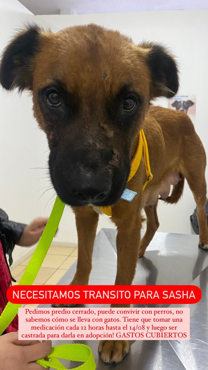 Sasha se queda sin tránsito y no tenemos donde llevarla. Por favor ayudanos a difundir! necesita un lugarcito 🙏🏻 nos hacemos cargo de todo lo que necesite.

Zarate-Campana