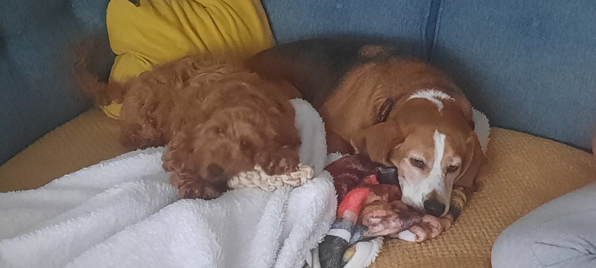 gruffalo_diff's tweet photo. @DogsTrust rescue number 2 honey the cockapoo settling in with rescue number 1 Wilson the beagle adopted exactly5 years apart to the day.... this after just 1 hour. https://t.co/pkAVJ1B4Hw