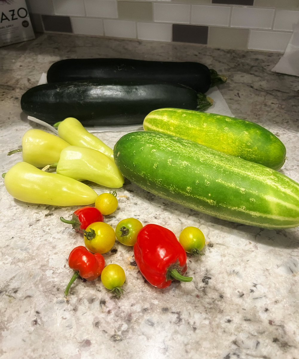 First harvest of the year😍🌶️🥒🍅. With increased food costs, no better time than now to start growing your own food. Too busy you say? Many hacks exist to have a low maintenance garden👊. #growfood #moveeveryday #eatwell 
#healthspanhack