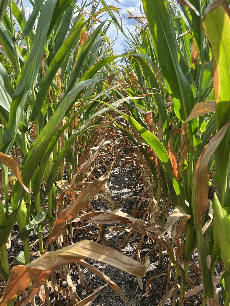 STHFARMS's tweet image. Easily contending to be my worst crop in 10 years….