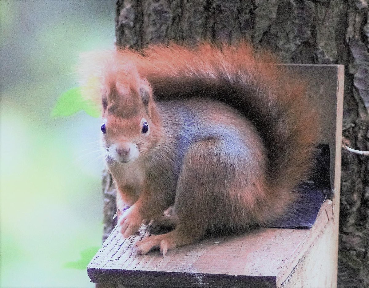 Reason why Penrhos needs this petition to hit 10k signatures petitions.senedd.wales/petitions/2454… photos by Paul Williams, ,Kevin Thomas Brian kitt David Jones ! Please sign and share #wildlife #redSquirrels #Butterflies #Woodland #wellbeing #AONB