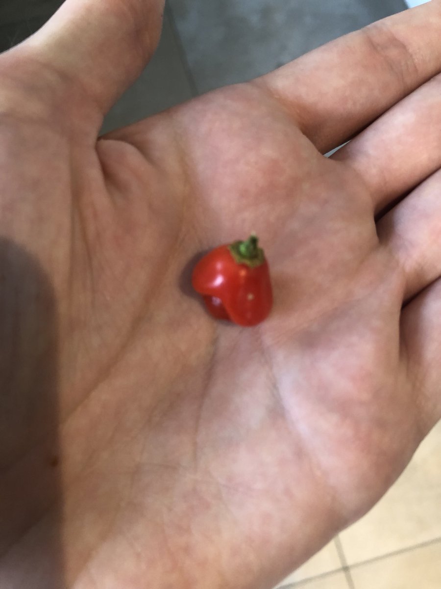 Luke00260's tweet photo. Bountiful harvest from the chilli plant this year. https://t.co/7Pv2JFeKVf