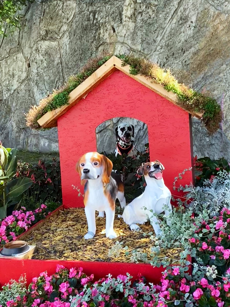 Heiterweiter66's tweet photo. Suchbild zur vorgerückten Stunde: Finde den Dalmatiner 😄 #twoff und #goodn8 💫⭐️ https://t.co/w4dcb1yHT6