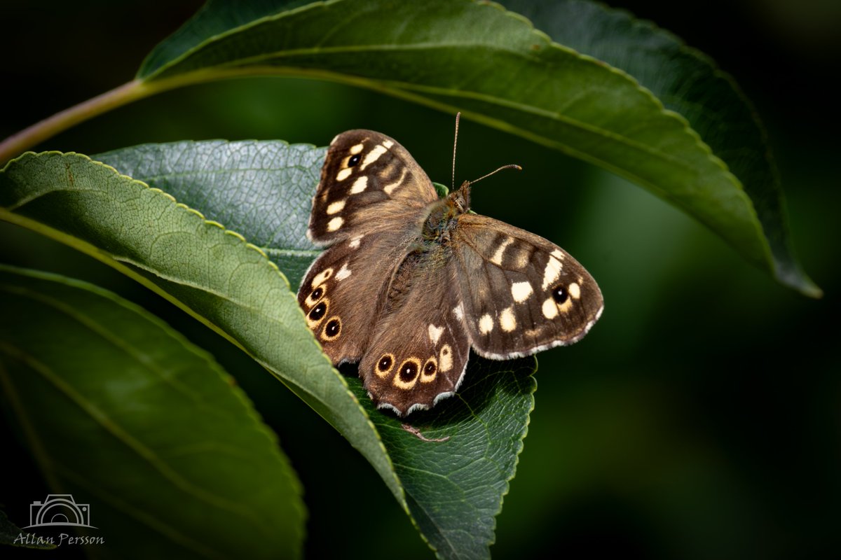 marathonpepe's tweet photo. Skovrandøje
#dknatur #Søften #sommerfugl #skovrandøje #AnimalBodyPart #Animal #CloseUp #Wildlife #OneAnimal #MothsAndButterflies #MacroPhotography #AnimalWildlife #AnimalWing https://t.co/N30ZF4n6He